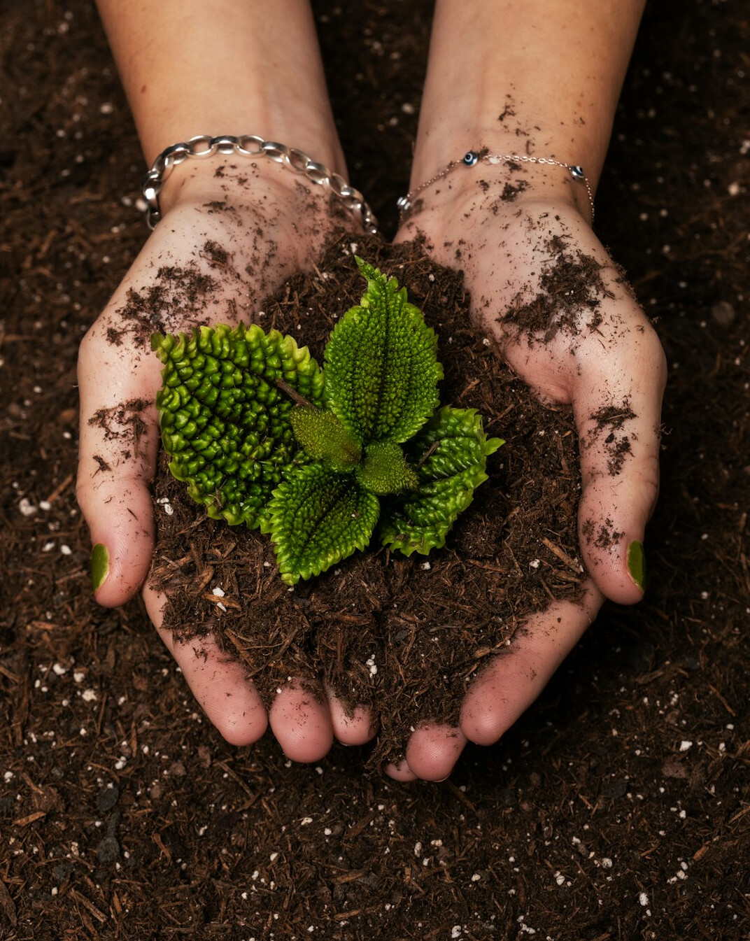 gardening with plants in soil