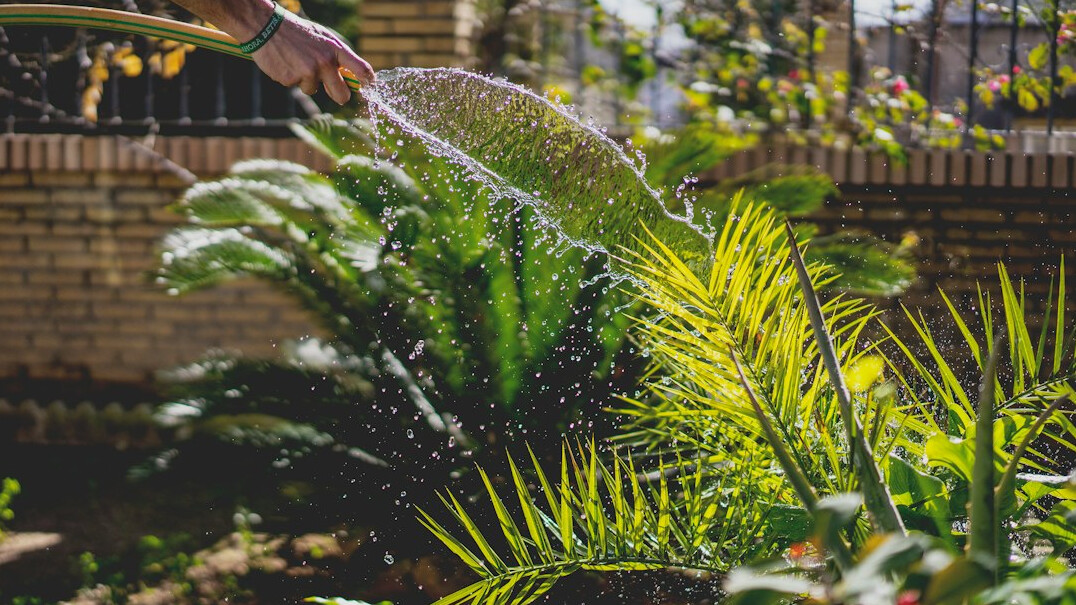 watering plants with hose