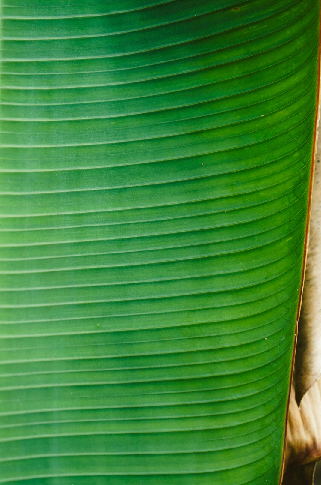 close up of plant leaves